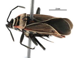 صورة Neacoryphus