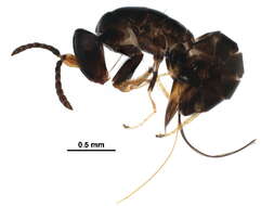 Image of Agaoninae