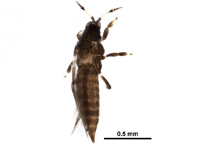 Image of tree thrips