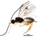 Image of Mendesellinae