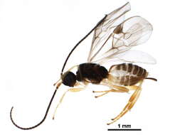 Image of Mendesellinae