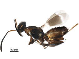 Image of Arachnophaga