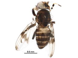 Image of Periscelidinae