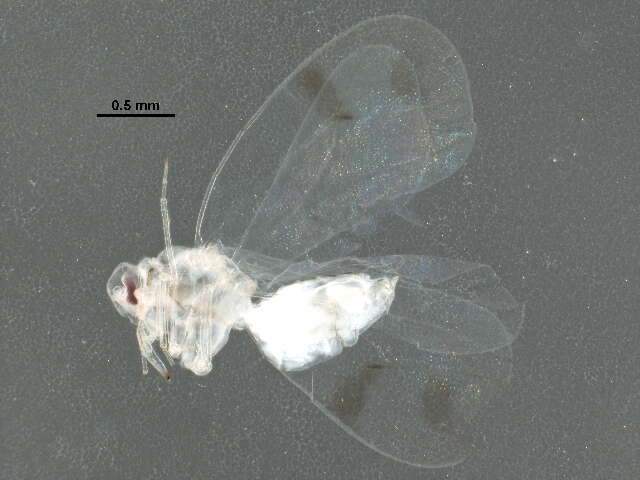 Image of Rugose Spiraling Whitefly