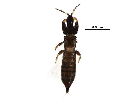 Image of Karnyothrips