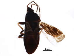 Image of Microphysoidea