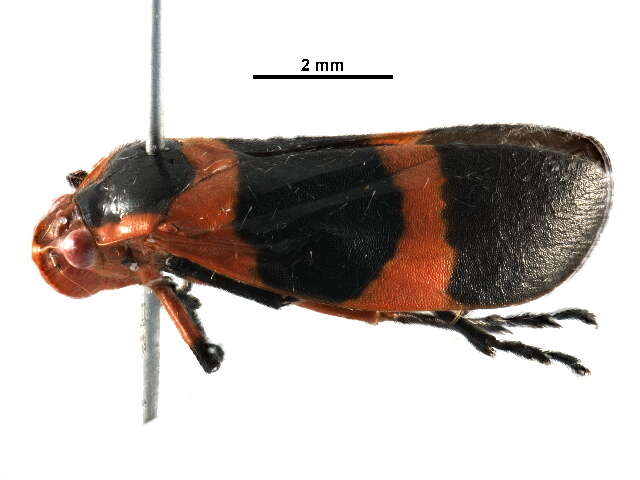 Image of cercopidJanzen01