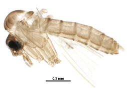 Image of Brumptomyia