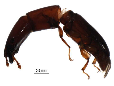 Image of Monotominae