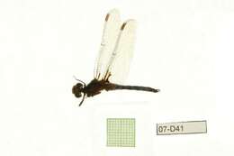 Image of Needham's Skimmer