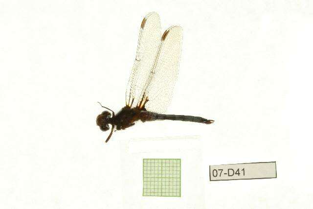 Image of Needham's Skimmer