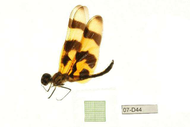 Image of Halloween Pennant