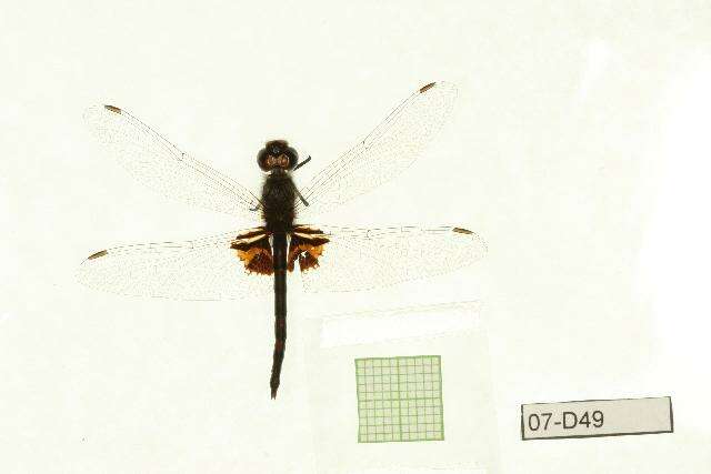 Image of Ornate Pennant