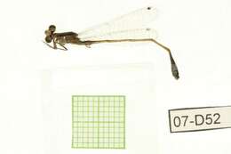 Image of Rambur's Forktail