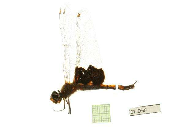 Tramea carolina (Linnaeus 1763) resmi