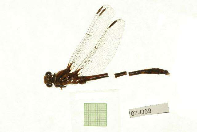 Image of Progomphus Selys 1854
