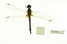 Image of Blue Dasher