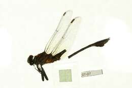 Image of Gomphurus dilatatus (Rambur 1842)