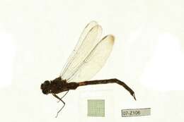 Image of Boyeria grafiana Williamson 1907