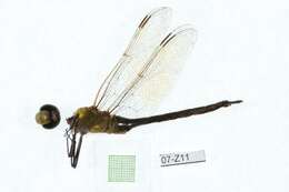 Image of Common Green Darner