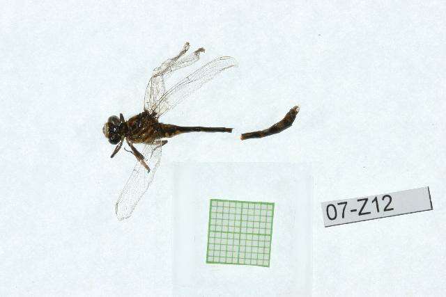 Image of Eastern Least Clubtail