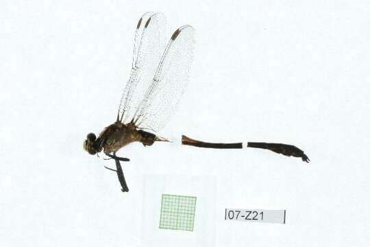 صورة Dromogomphus Selys 1854