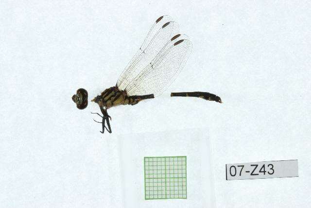 Imagem de Stylogomphus albistylus (Hagen ex Selys 1878)