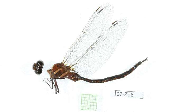 Image of Black-tipped Darner