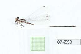 Imagem de Lestes congener Hagen 1861