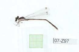 Imagem de Lestes congener Hagen 1861