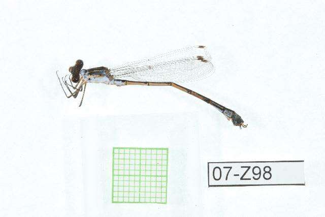 Image of Lestes