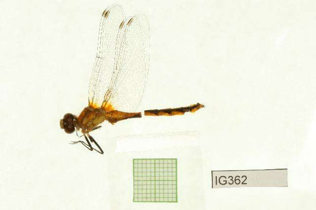 Image of White-faced Meadowhawk