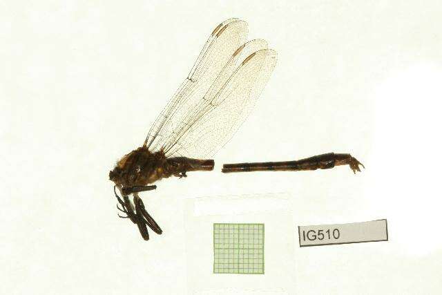 Imagem de Arigomphus villosipes (Selys 1854)