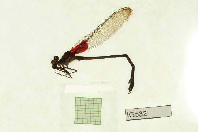 Image of American Rubyspot