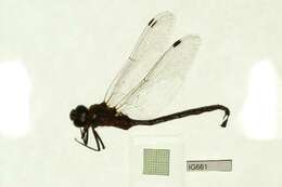 Image of Lance-Tailed Darner