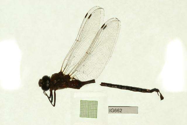 Image of Lance-Tailed Darner