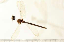 Image of Fawn Darner