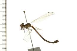 Image of Lestes