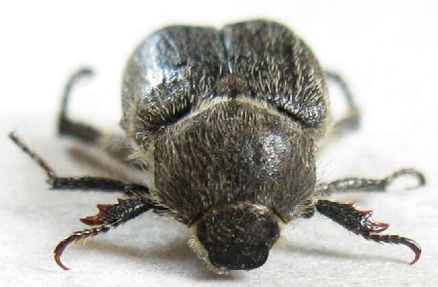 Image of Monkey Beetles