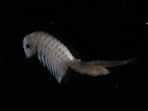 Image of branchiopods