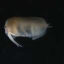 Image of Leptestheriidae