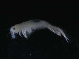 Image of fairy shrimp