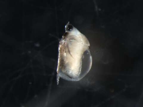 Image of <i>Scapholeberis</i>
