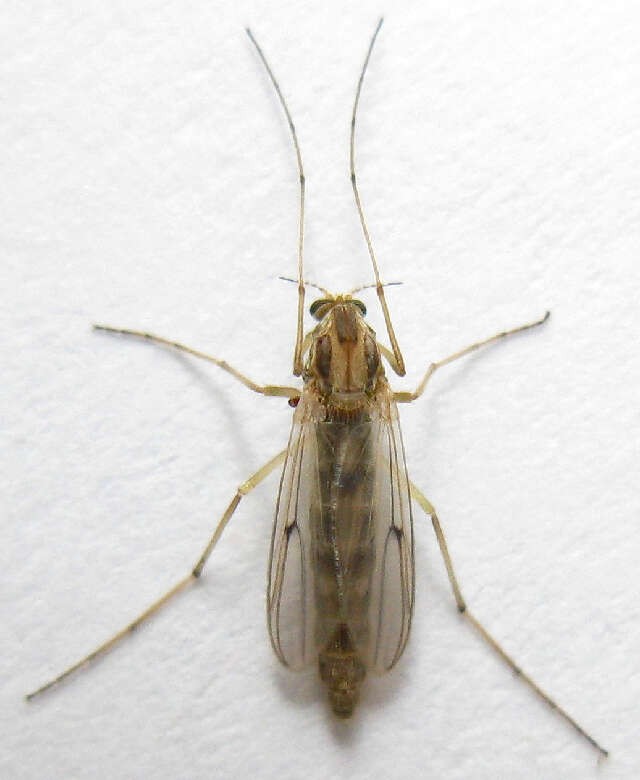 Image of Chironomus cf. decorus