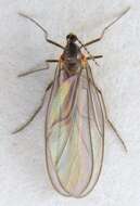 Image of <i>Catocha betsyae</i>