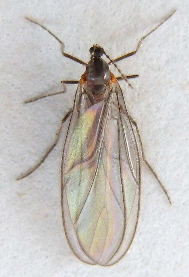 Image of <i>Catocha betsyae</i>