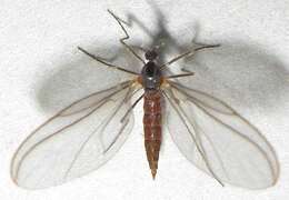 Image of <i>Catocha betsyae</i>