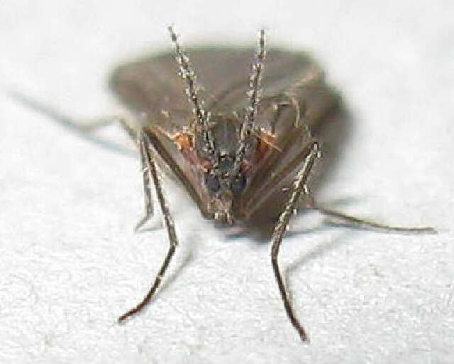 Image of <i>Catocha betsyae</i>