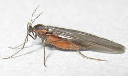 Image of <i>Catocha betsyae</i>