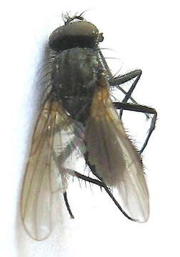 Sivun Botanophila fugax (Meigen 1826) kuva